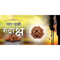 4 Mukhi Rudraksh (5.0)